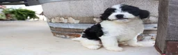 Cavapoo dogs for sale: Beignet - Ad 10