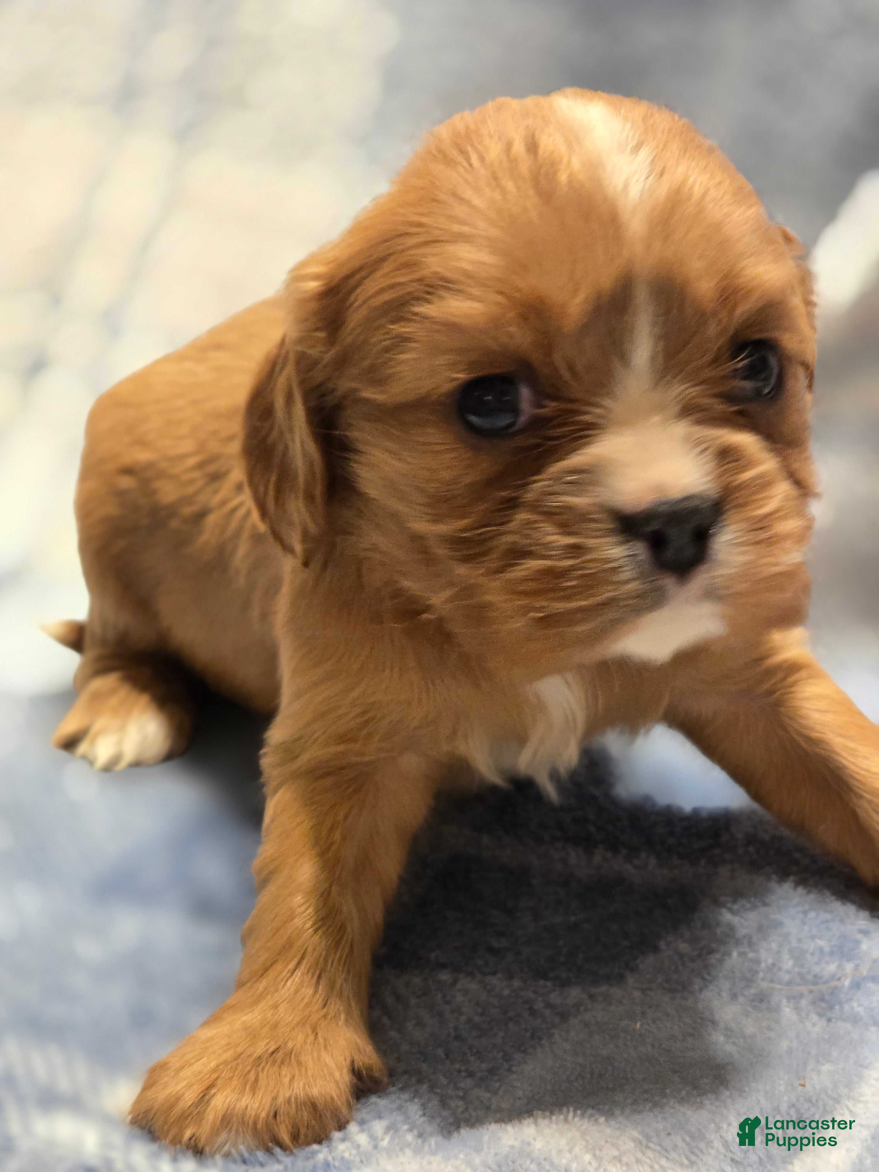 Cavalier King Charles Spaniel dogs Molly - Ad 1