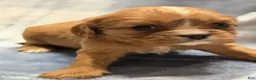 Cavalier King Charles Spaniel dogs for sale: Molly - Ad 1