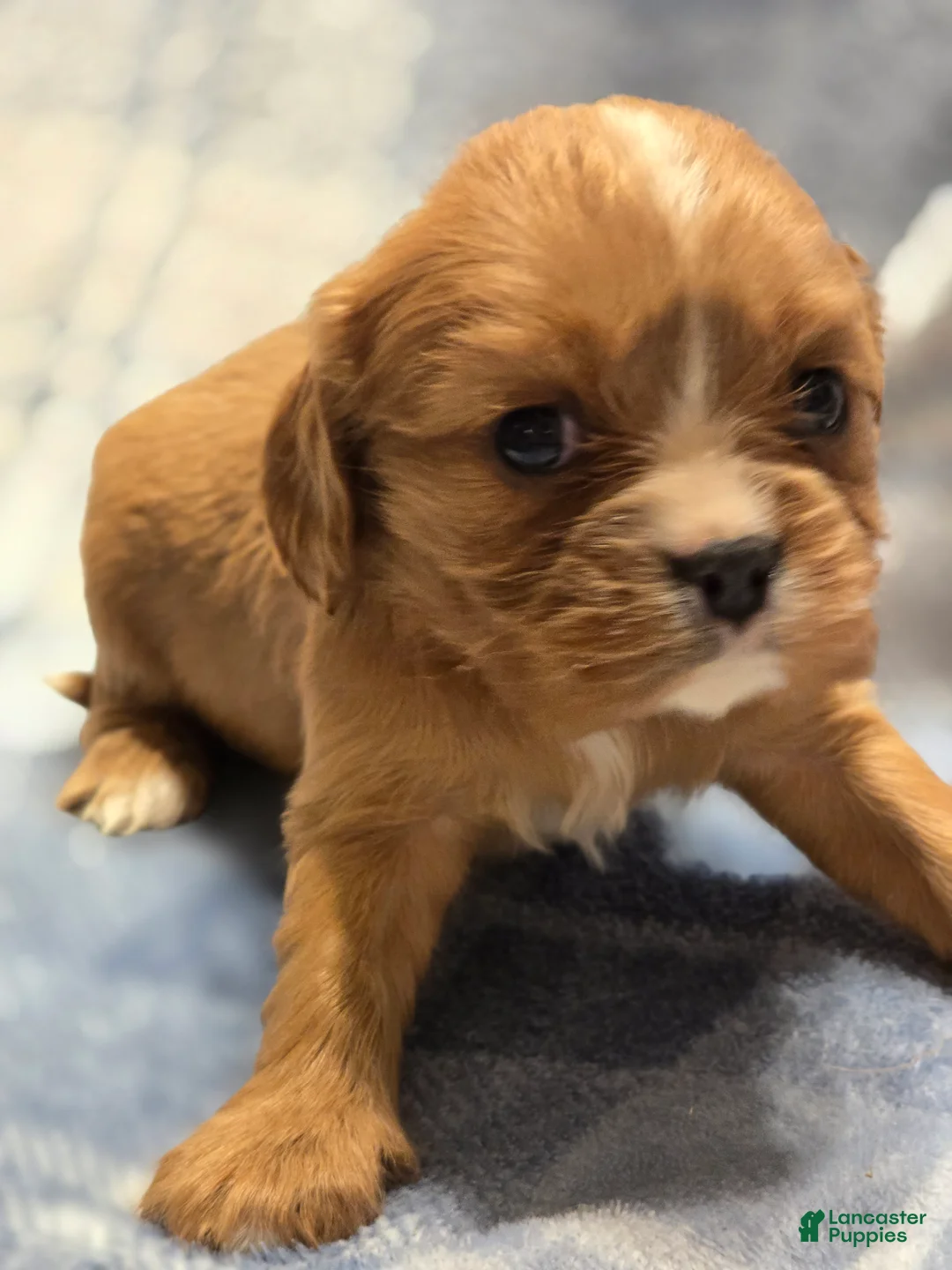 Cavalier King Charles Spaniel dogs for sale: Molly - Ad 1