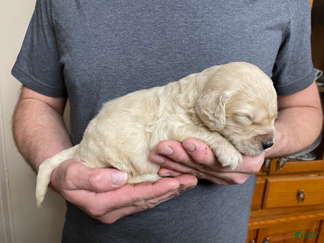 Goldendoodle dogs for sale: Goldendoodle Puppy 6 - Ad 2