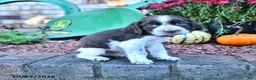 English Springer Spaniel dogs for sale: Marvin - Ad 4
