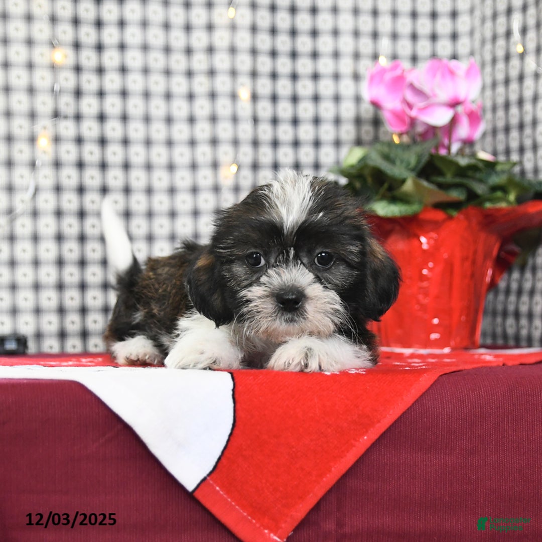 Mixed Breed dogs for sale: Kola - Ad 4