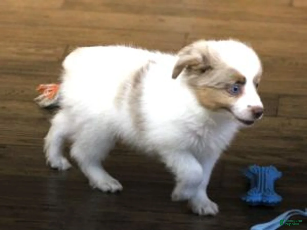 Toy Australian Shepherd dogs for sale: TOBY - RED MERLE - Ad 2