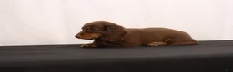 Dachshund dogs for sale: Ginger - Ad 4