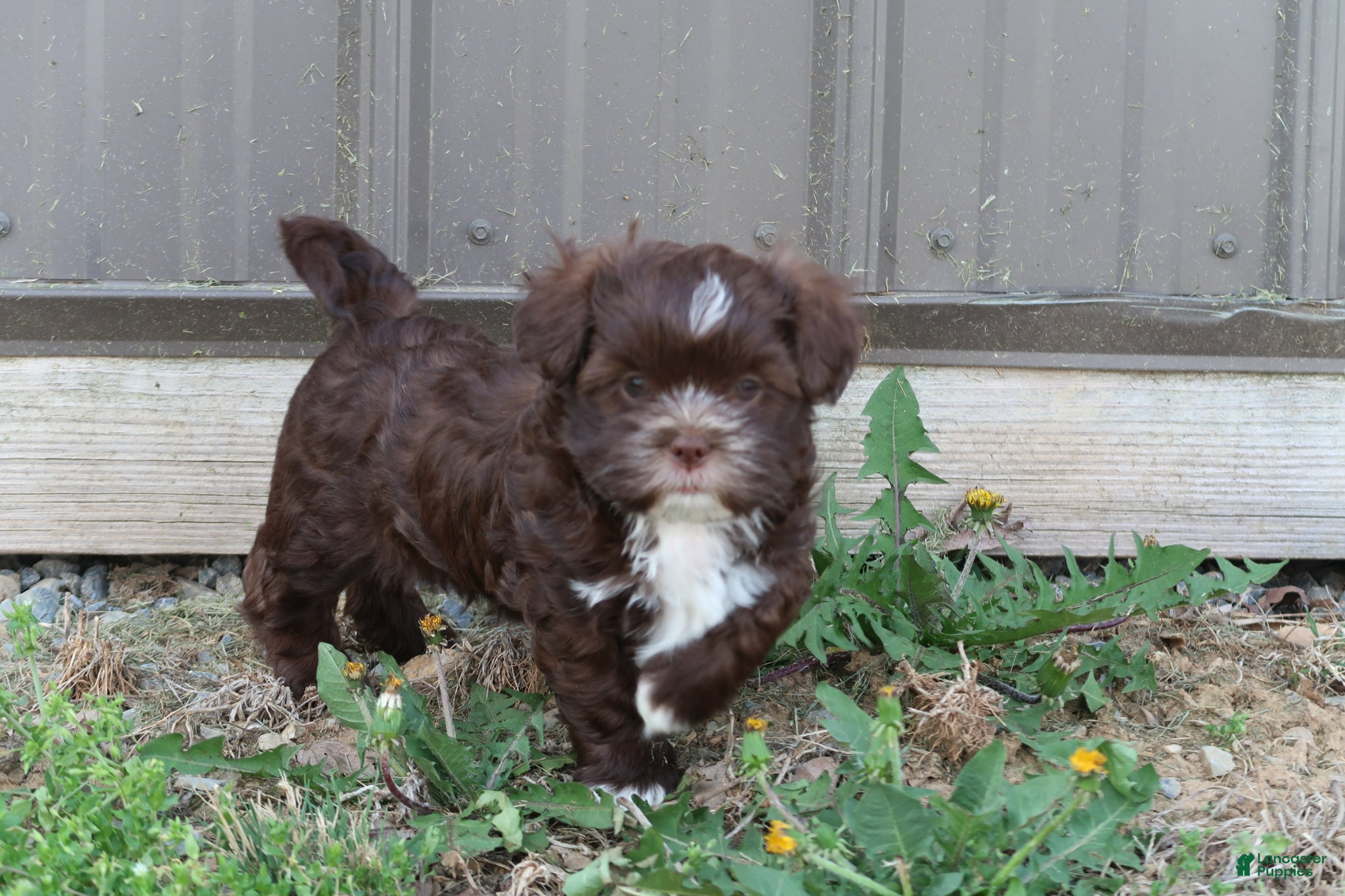 Shihpoo dogs Zeb - Ad 1