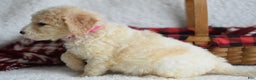 Goldendoodle dogs for sale: Goldendoodle Puppy 1 - Ad 3