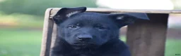 German Shepherd dogs for sale: Guinness - Ad 2