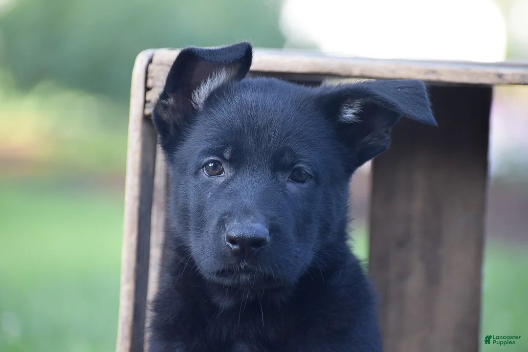 German Shepherd dogs for sale: Guinness - Ad 2