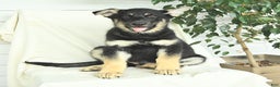 Gerberian Shepsky dogs for sale: Max - Ad 1