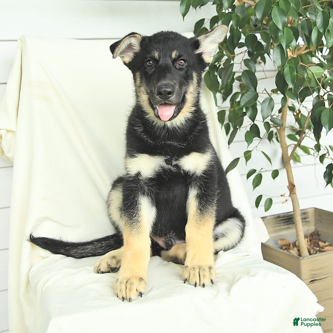 Gerberian Shepsky dogs for sale: Max - Ad 1