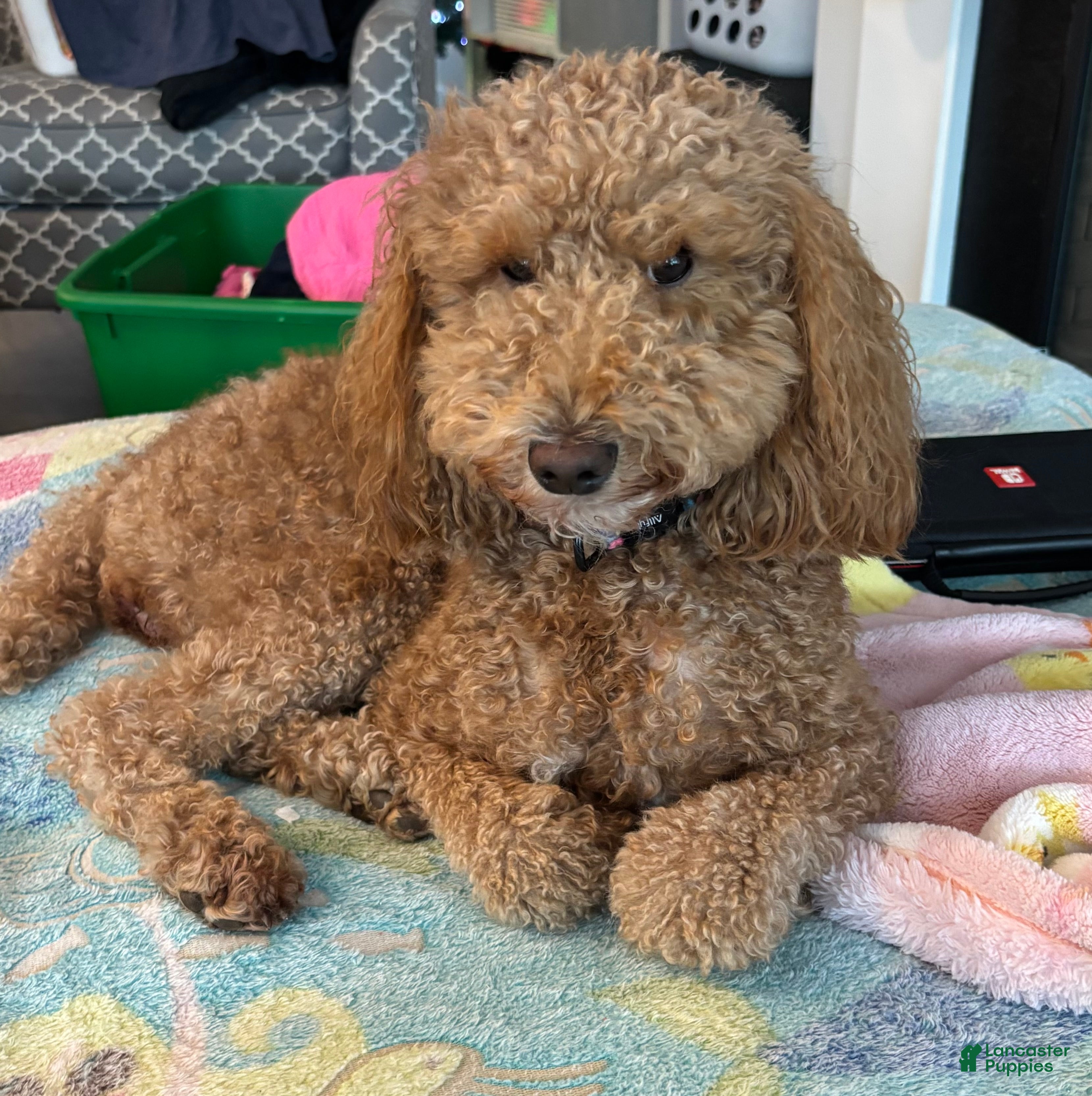 Miniature Poodle dogs Santa  - Ad 2