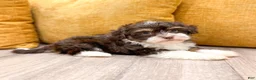 Havanese dogs for sale: Alice - Ad 6
