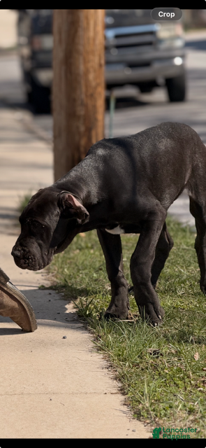 Great Dane dogs Great Dane Puppy 4 - Ad 21