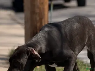 Great Dane dogs Great Dane Puppy 4 - Ad 16