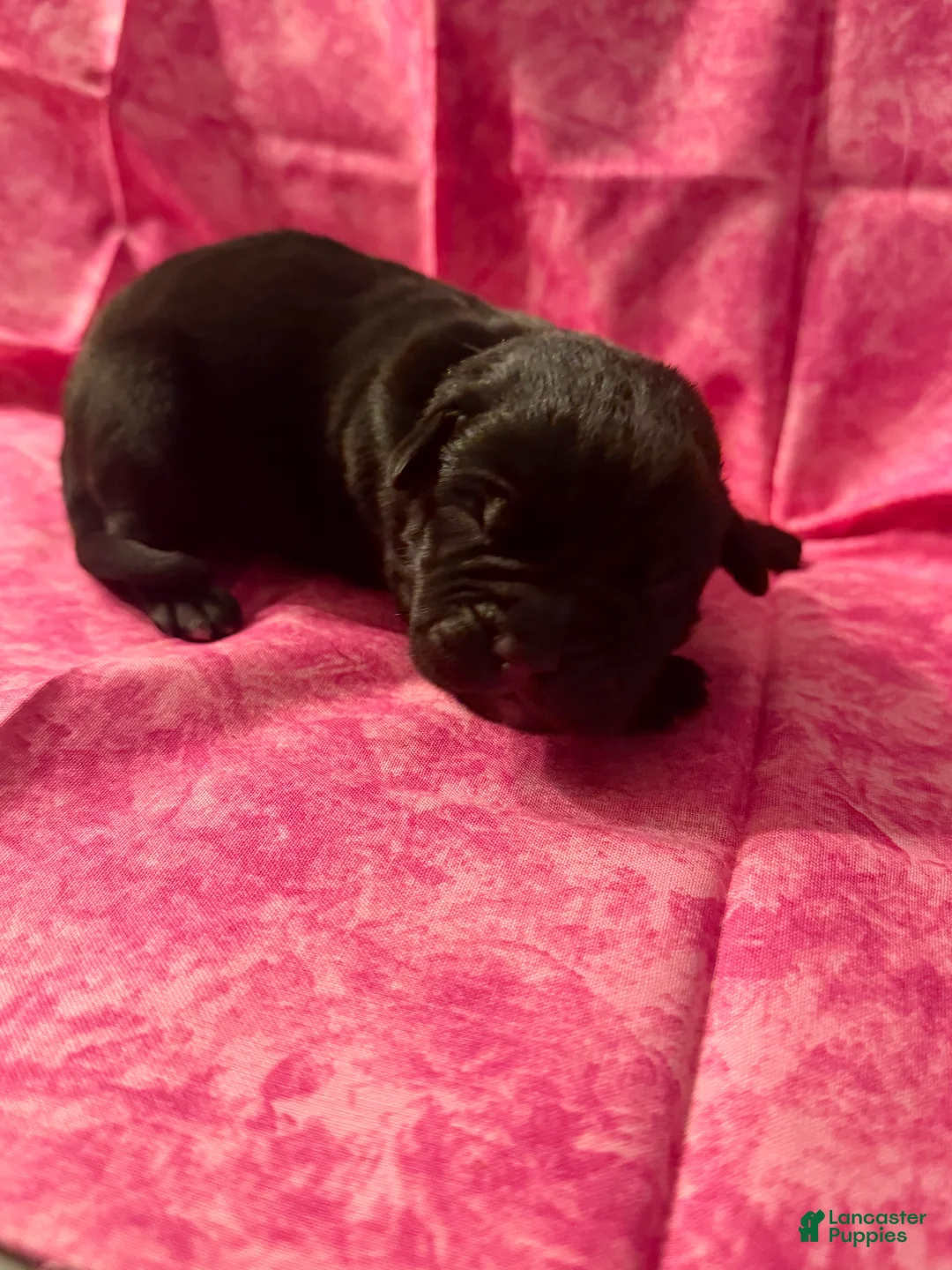 Cane Corso dogs for sale: Cane Corso Puppy 9 - Ad 1
