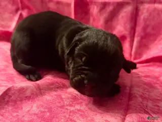 Cane Corso dogs Cane Corso Puppy 9 - Ad 11