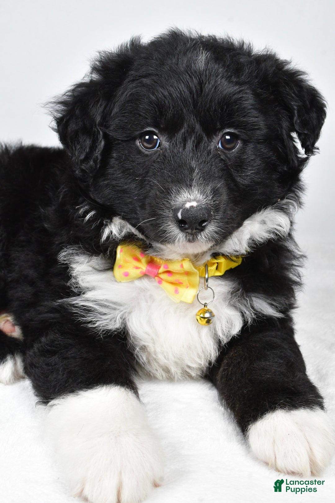 Mixed Breed dogs for sale: Poochie - Ad 2