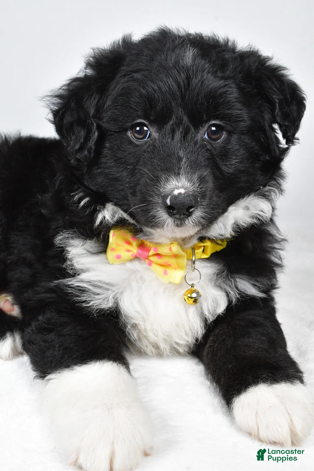 Mixed Breed dogs for sale: Poochie - Ad 2