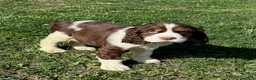 English Springer Spaniel dogs for sale: Max - Ad 5