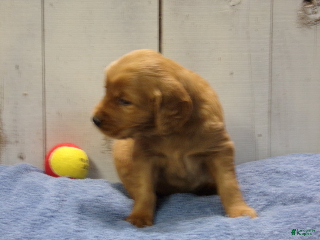 Golden Retriever dogs for sale: Orville - Ad 4