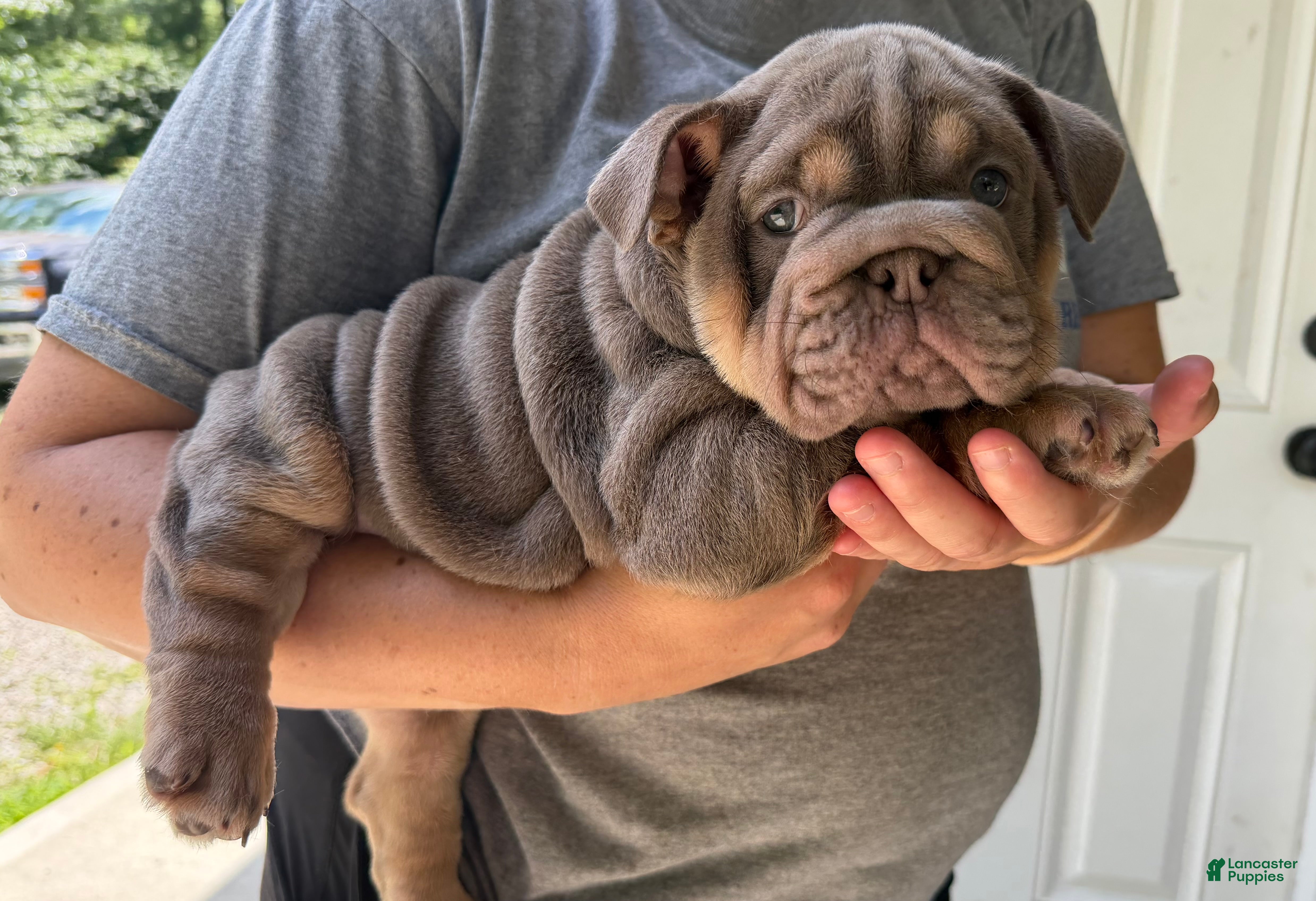 English Bulldog dogs Carmel - Ad 1