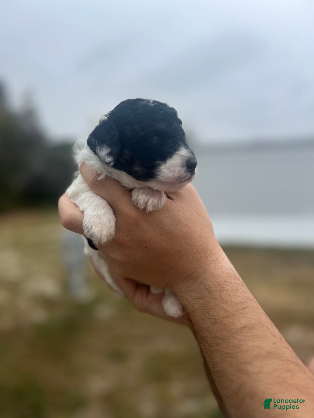 Mini Sheepadoodle dogs for sale: Blue-Glacier  - Ad 4
