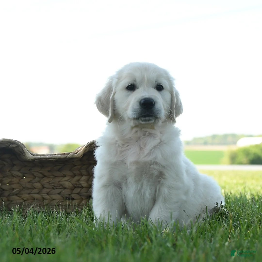 Golden Retriever dogs for sale: Landon - Ad 1