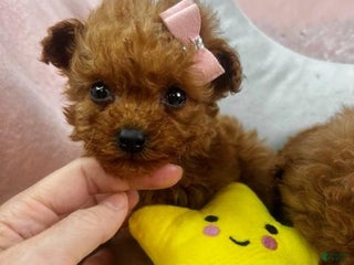 Toy Poodle dogs - Ad 42