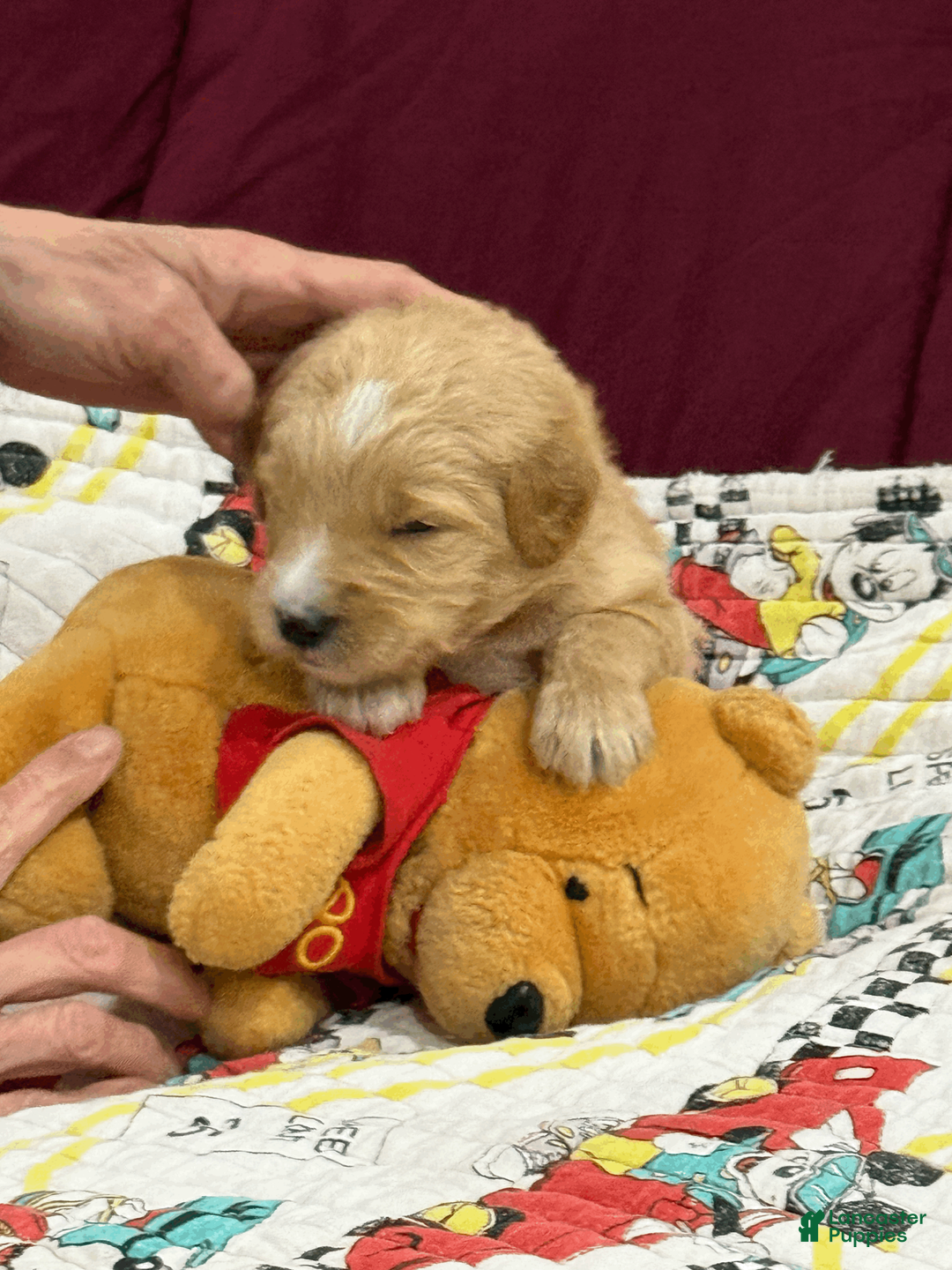 Goldendoodle dogs for sale: Green - Ad 1