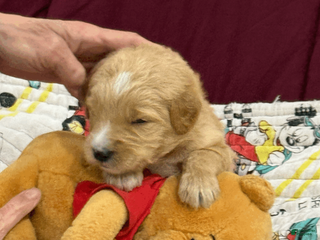 Goldendoodle dogs for sale: Green - Ad 4