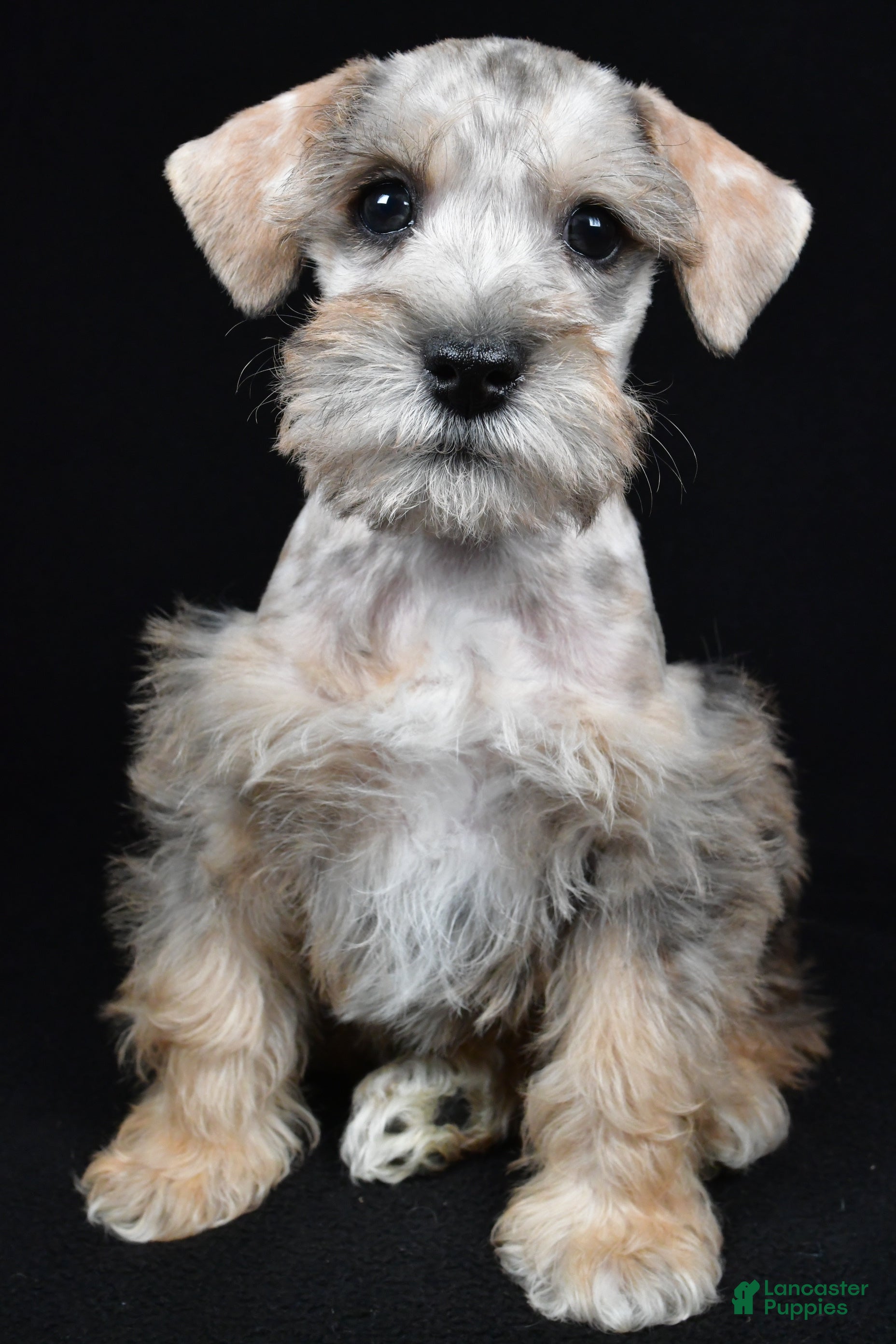 Schnoodle dogs Mason - Ad 2