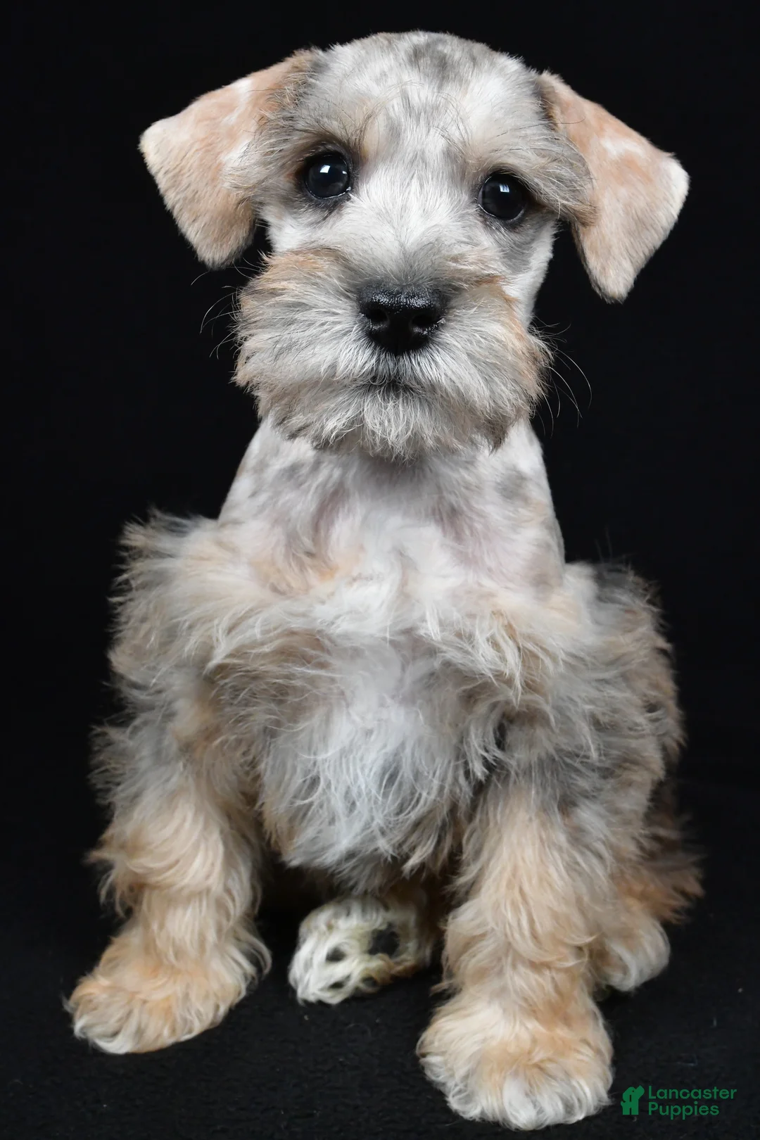 Schnoodle dogs for sale: Mason - Ad 2