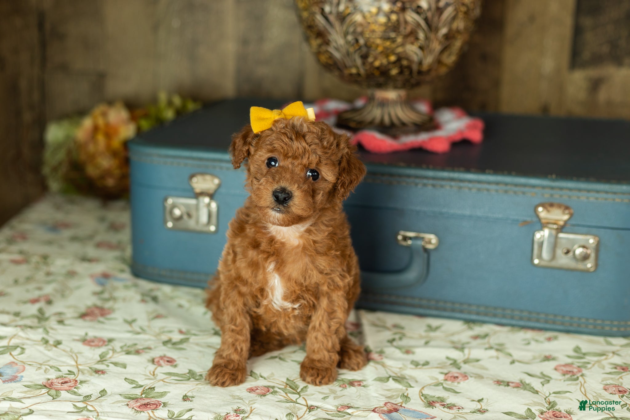 Mixed Breed dogs Kimberly  - Ad 12