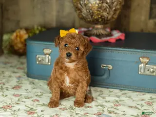 Mixed Breed dogs Kimberly - Ad 12