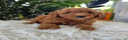 Mini Goldendoodle dogs for sale: Adalee - Ad 3