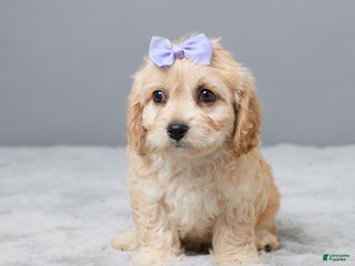 Cavachon dogs - Ad 13