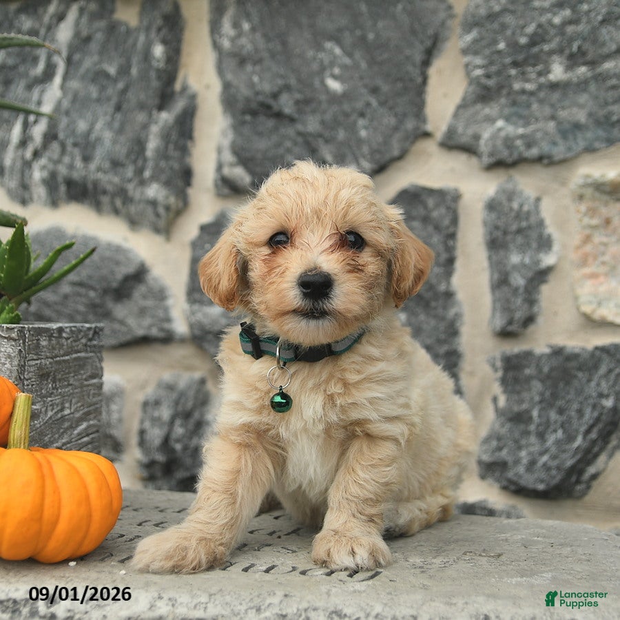 Maltipoo dogs Chase  - Ad 2