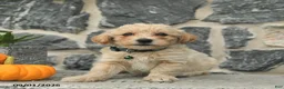 Maltipoo dogs for sale: Chase  - Ad 2