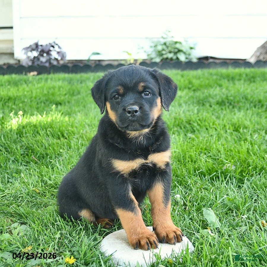 Rottweiler dogs Belle  - Ad 2