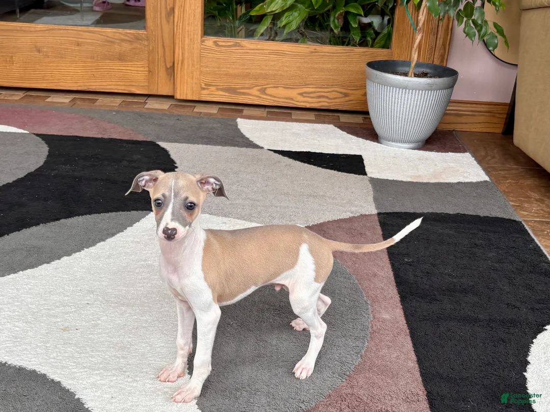 Italian Greyhound dogs for sale: Italian Greyhound 1 fawn boy  - Ad 1