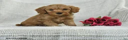 Mini Goldendoodle dogs for sale: Justin - Ad 1