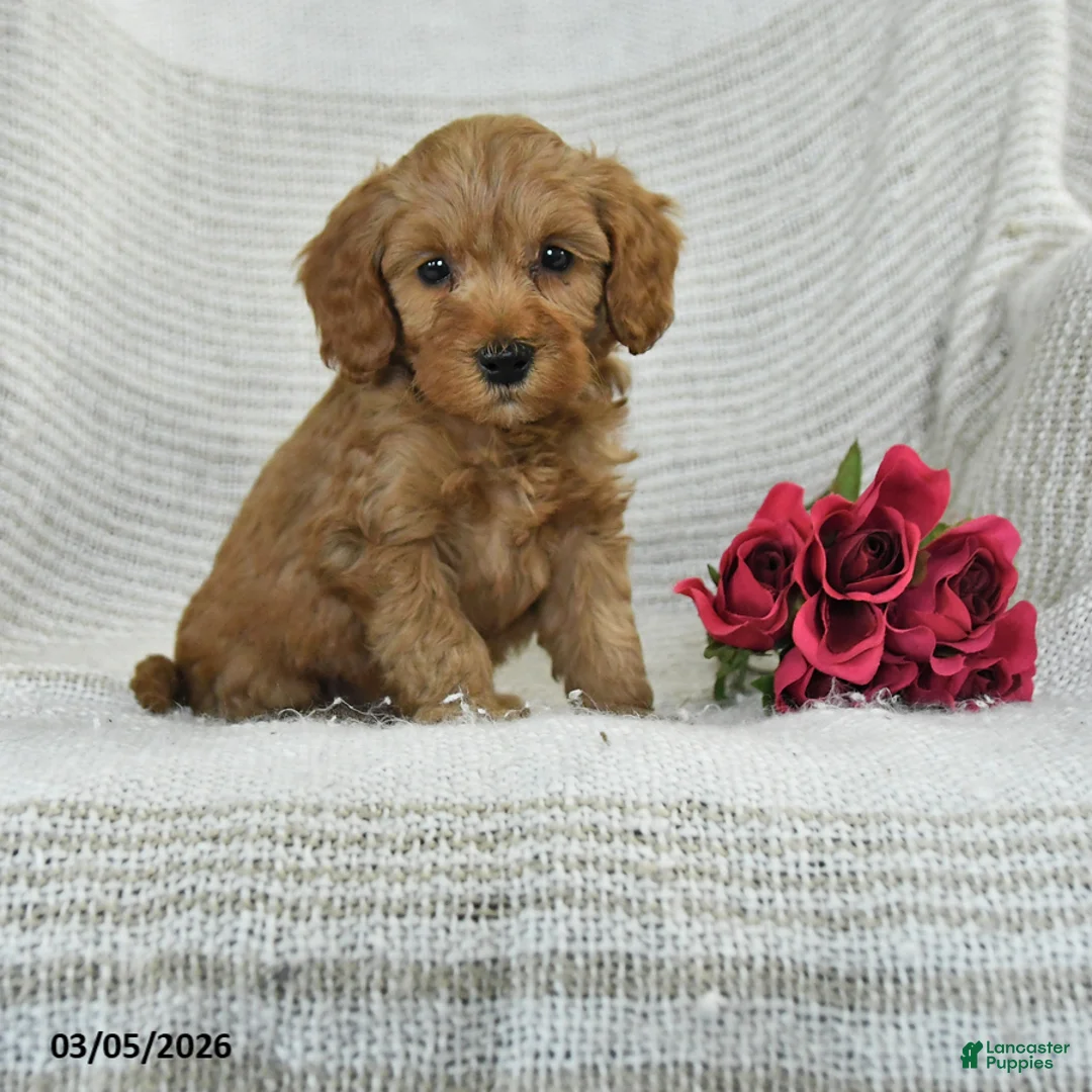 Mini Goldendoodle dogs for sale: Justin - Ad 1