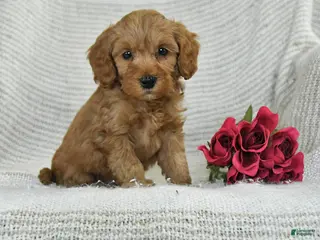 Mini Goldendoodle dogs for sale: Justin - Ad 1