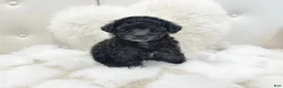 Toy Poodle dogs for sale: Dulce - Ad 2