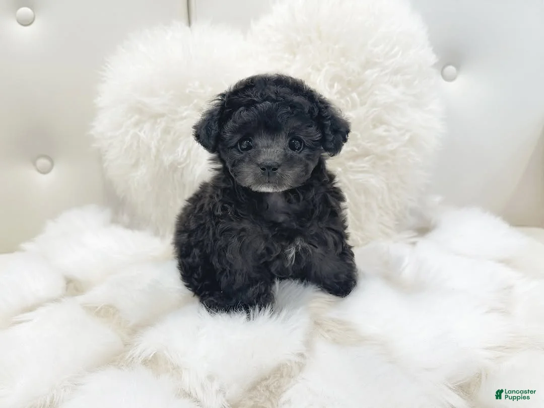 Toy Poodle dogs for sale: Dulce - Ad 2