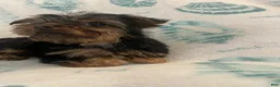 Yorkshire Terrier dogs for sale: Yorkshire Terrier 1 - Ad 5