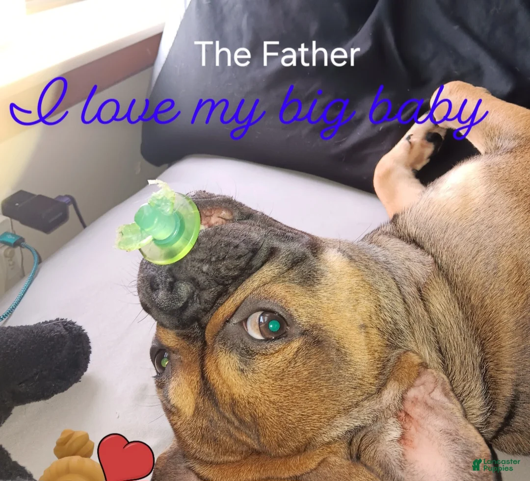 Mixed Breed dogs for sale: Mixed Breed Puppy 3 - Ad 3