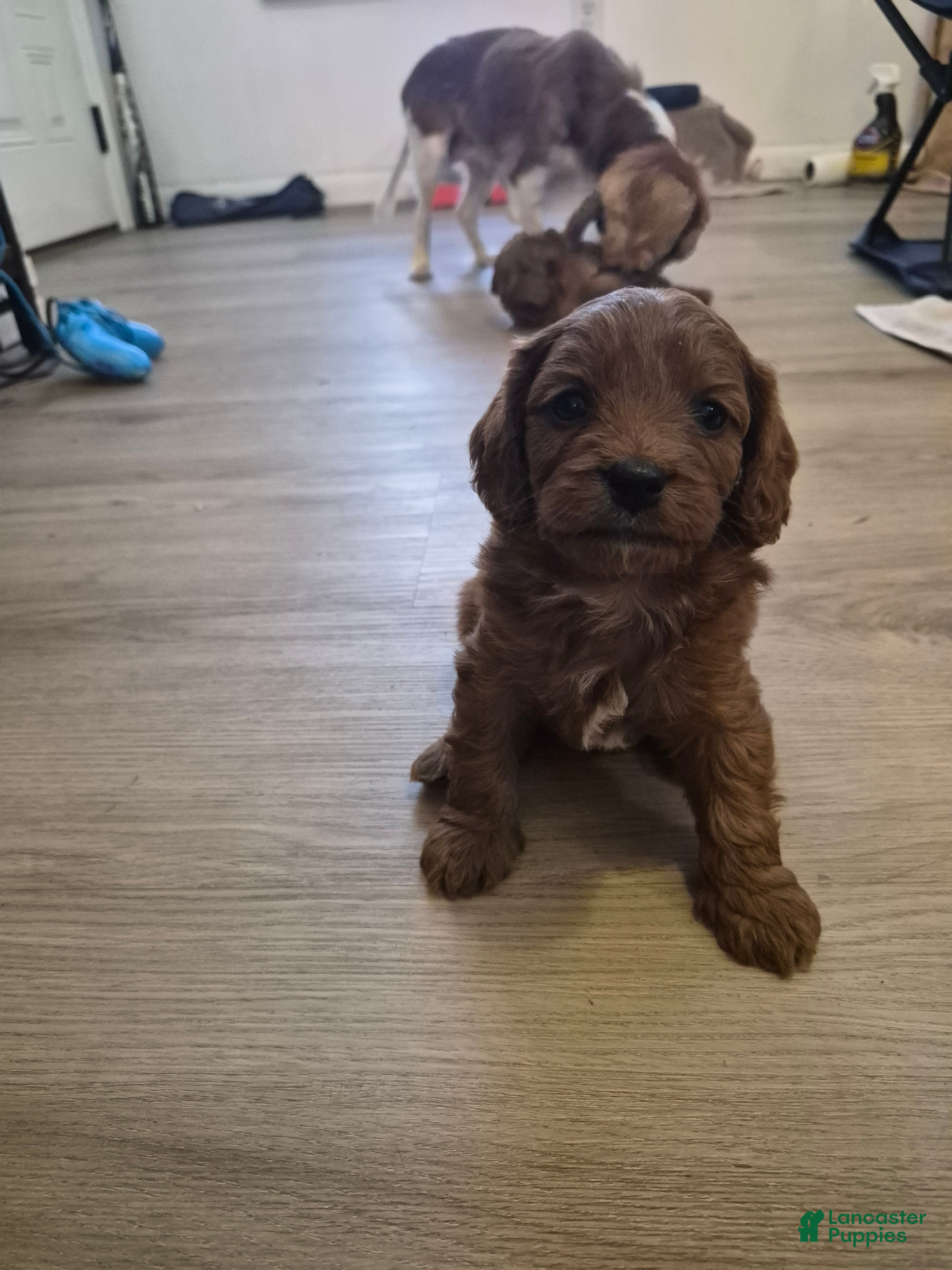Cavapoo dogs for sale: Littlefoot - Ad 1