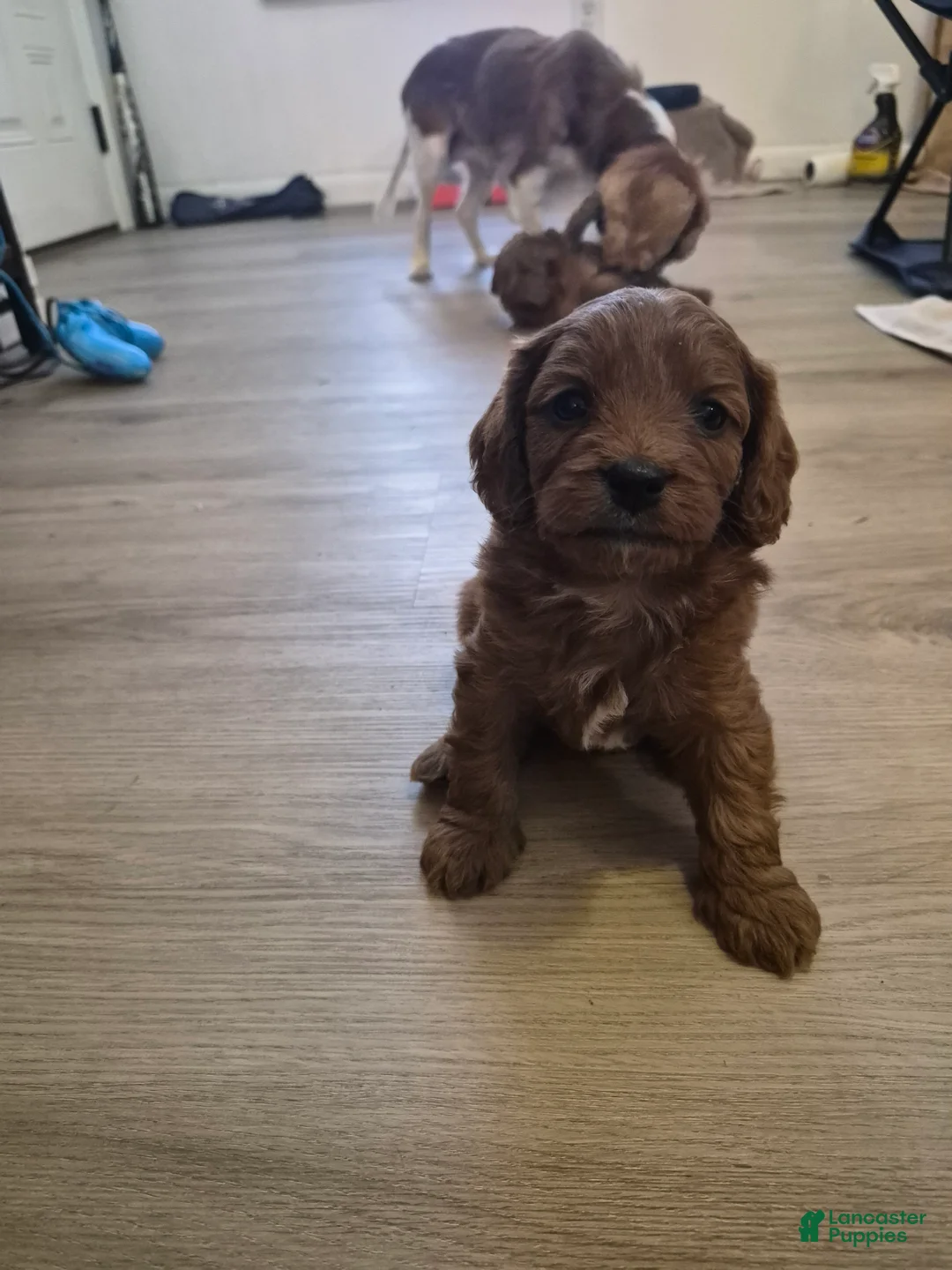 Cavapoo dogs for sale: Littlefoot - Ad 1